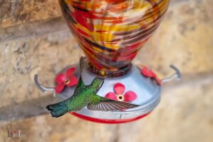 Best Thing To Feed Hummingbirds: A Complete Guide