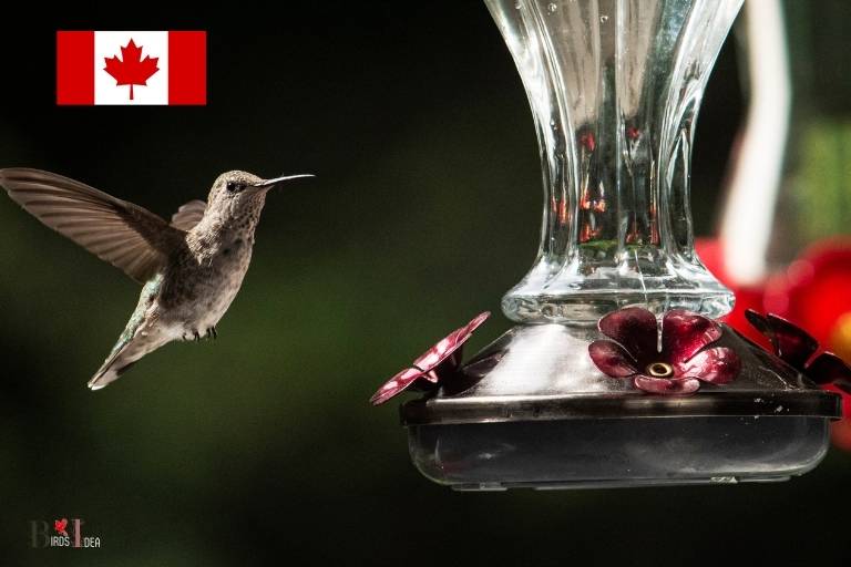 blown glass hummingbird feeder canada