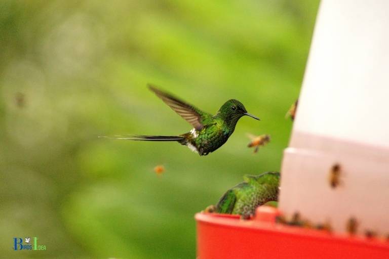 can hummingbirds die from dirty feeders