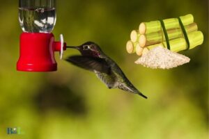 Can I Use Cane Sugar In My Hummingbird Feeder? Yes