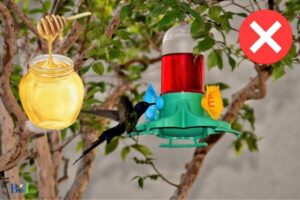 Can You Feed Hummingbirds Honey Water: No, Explain!