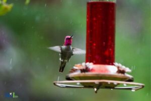 Can You Put A Hummingbird Feeder On A Table? Yes