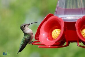 Can You Put Hummingbird Feeders in the Dishwasher: No!