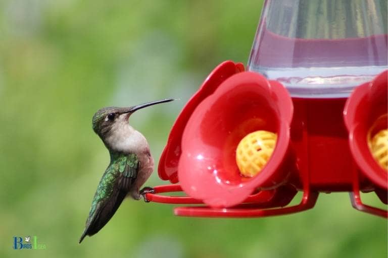 can you put hummingbird feeders in the dishwasher