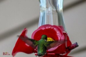 Can You Put Kool Aid in a Hummingbird Feeder: No!