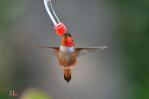 DIY Test Tube Hummingbird Feeders: Creative Way!