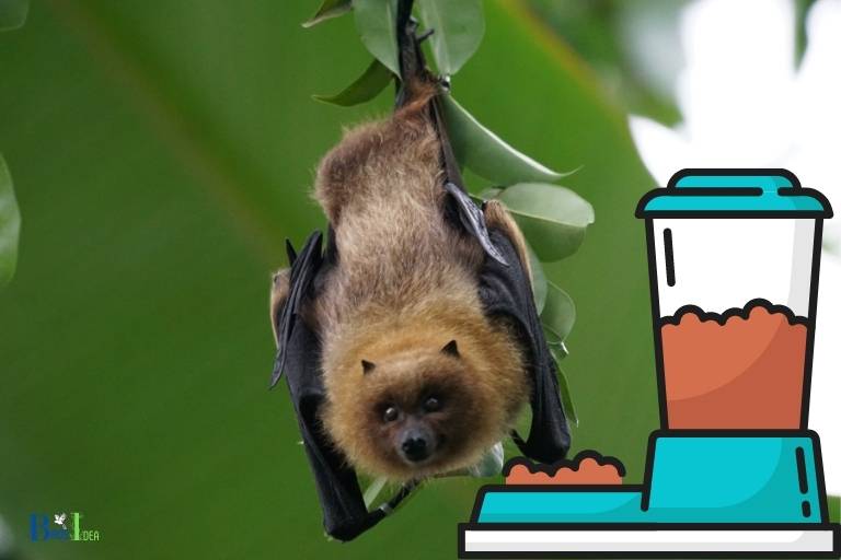 do bats drink from hummingbird feeders