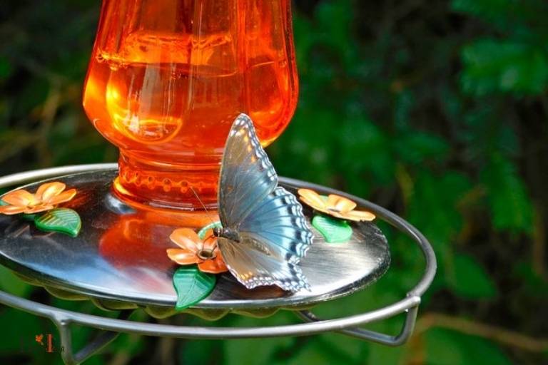 do butterflies drink from hummingbird feeders