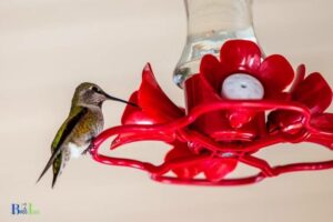 Do Finches Drink From Hummingbird Feeders?