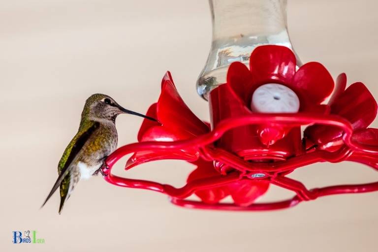 do finches drink from hummingbird feeders