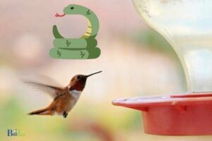 Do Hummingbird Feeders Attract Snakes: Yes!