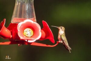 Do Hummingbirds Become Dependent on Feeders: No!