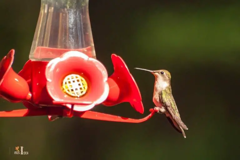 do hummingbirds become dependent on feeders