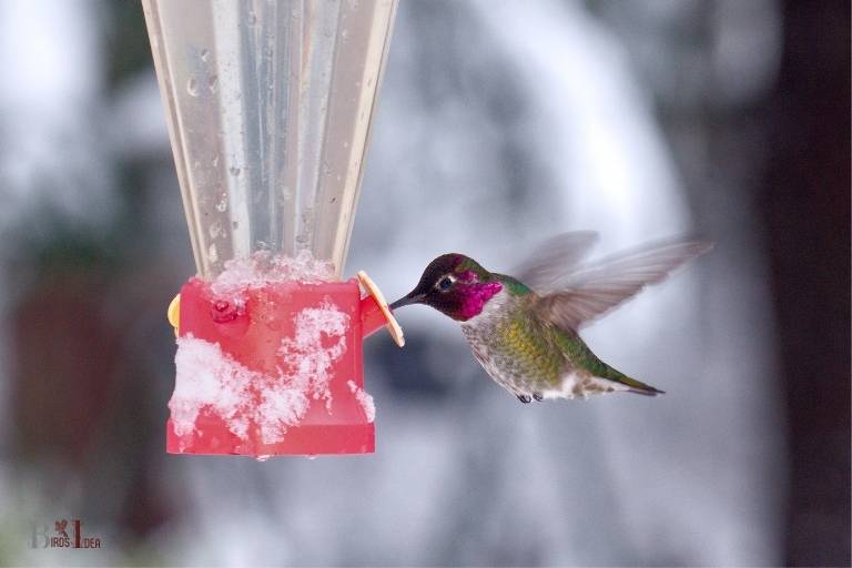 do-hummingbirds-feed-in-the-winter-yes