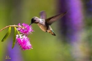 Do Hummingbirds Feed on Azaleas: Yes!