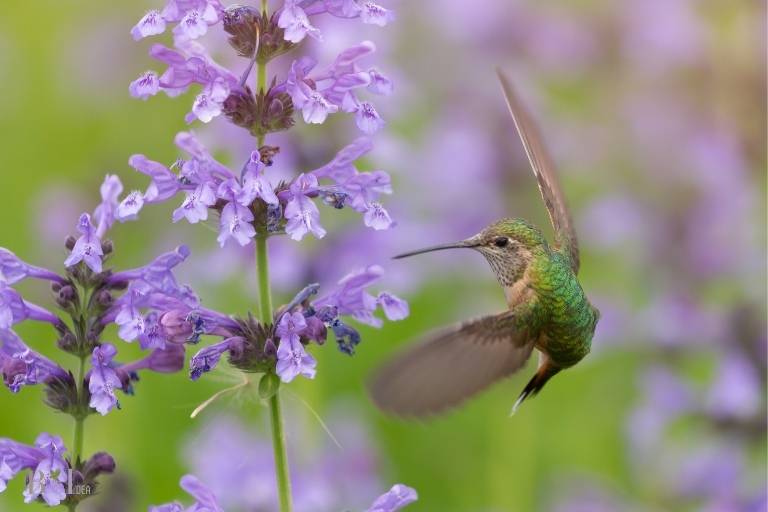 do hummingbirds feed on petunias
