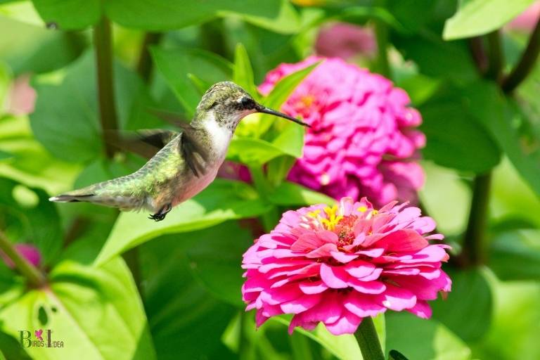 do hummingbirds feed on zinnias