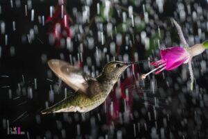 Do Hummingbirds Feed When It Rains: Yes!