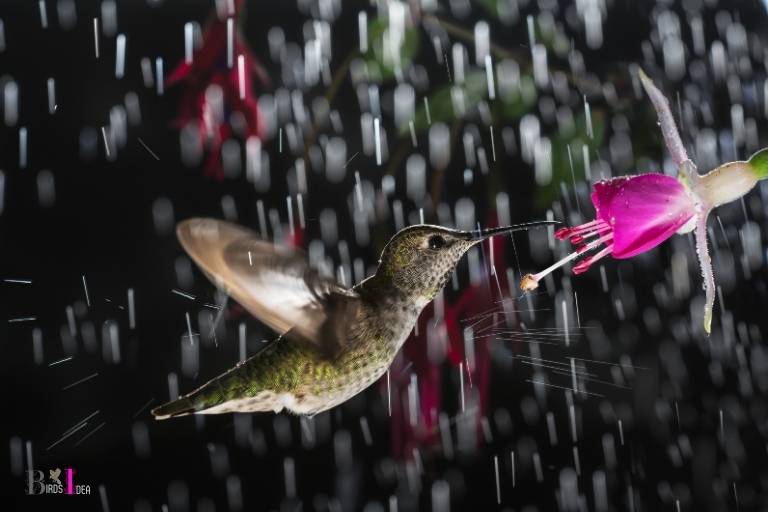 do hummingbirds feed when it rains