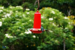 Do Hummingbirds Need A Perch To Feed? Yes!