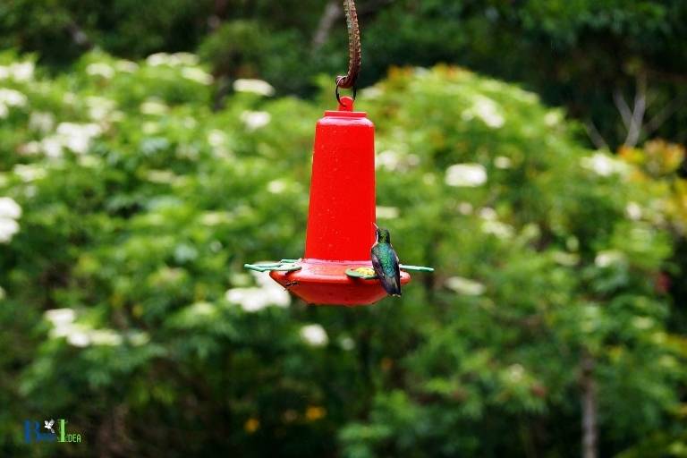 do hummingbirds need a perch to feed