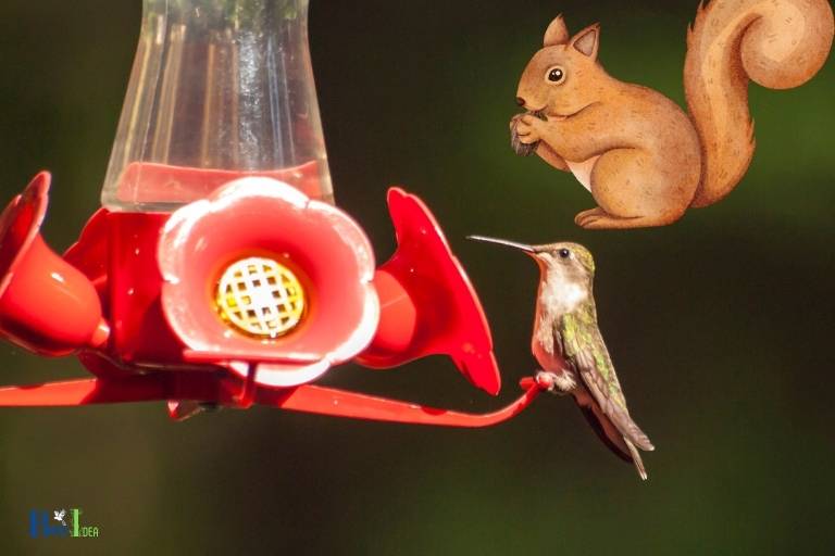 do squirrels bother hummingbird feeders