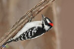 Do Woodpeckers Drink From Hummingbird Feeders: Yes!