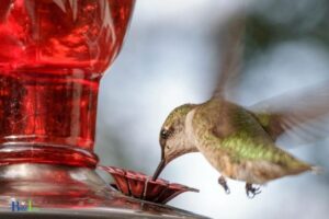 Does Peppermint Oil Keep Bees Away from Hummingbird Feeder