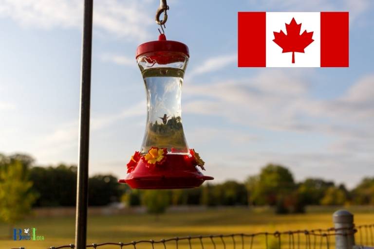 hand held hummingbird feeder canada