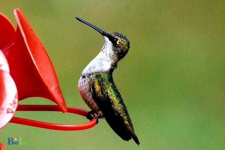 home depot canada hummingbird feeder