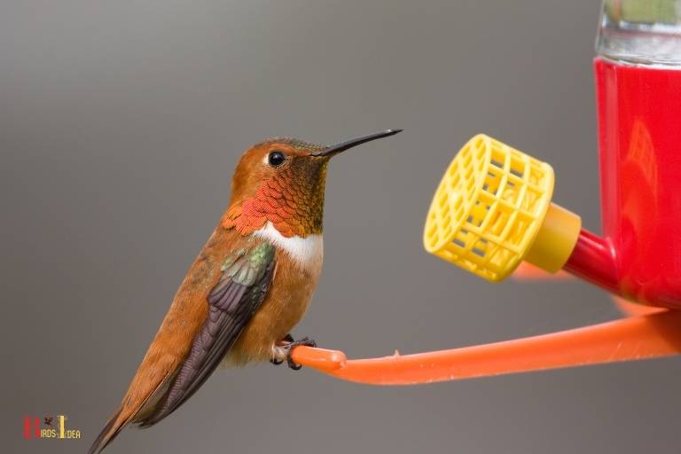 how do hummingbird feeder tubes work