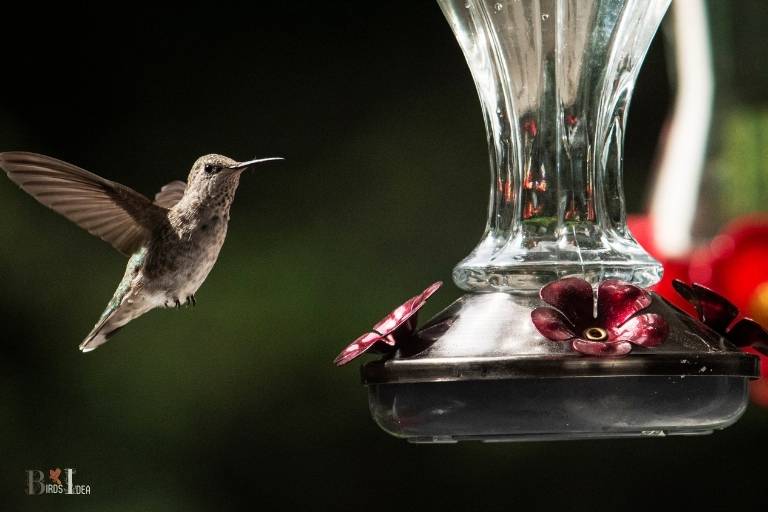 how does hummingbird feeder work