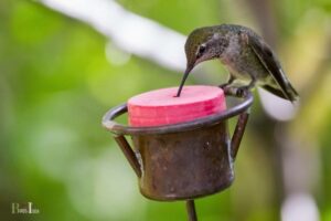 How Far Apart Should Hummingbird Feeders Be?