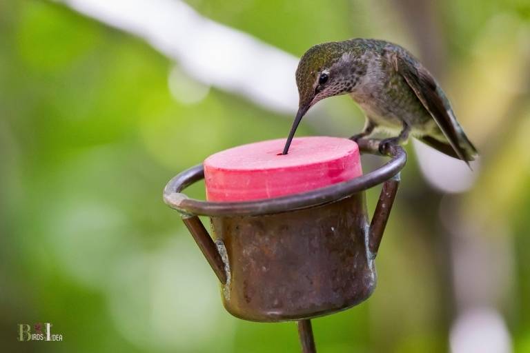 how far apart should hummingbird feeders be