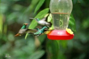 How High To Hang A Hummingbird Feeder?
