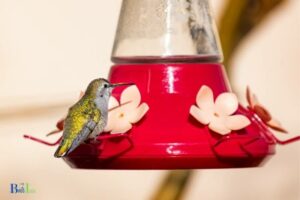 How Long Do Hummingbirds Feed: 5-8 Minutes