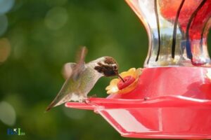 How Long to Leave Hummingbird Feeders Out: Mar-Oct!