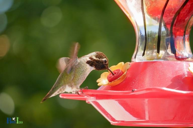 how long to leave hummingbird feeders out