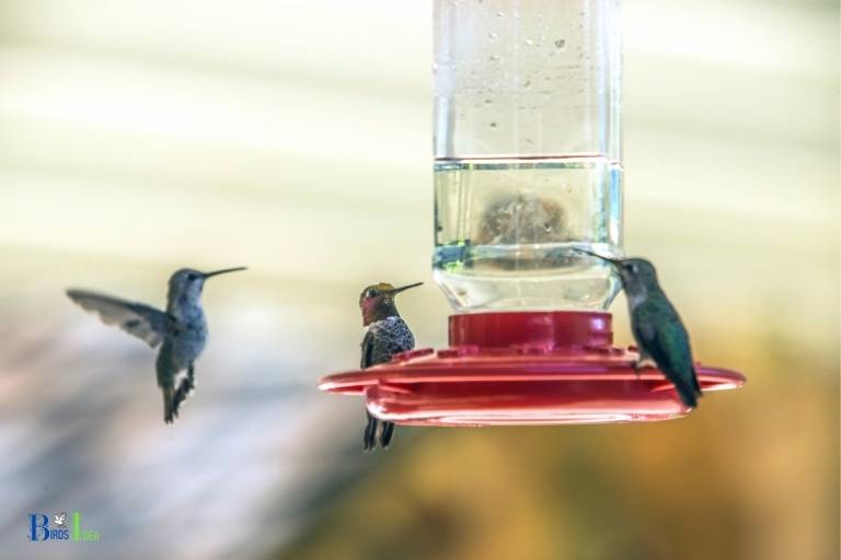 how many hummingbirds will share a feeder