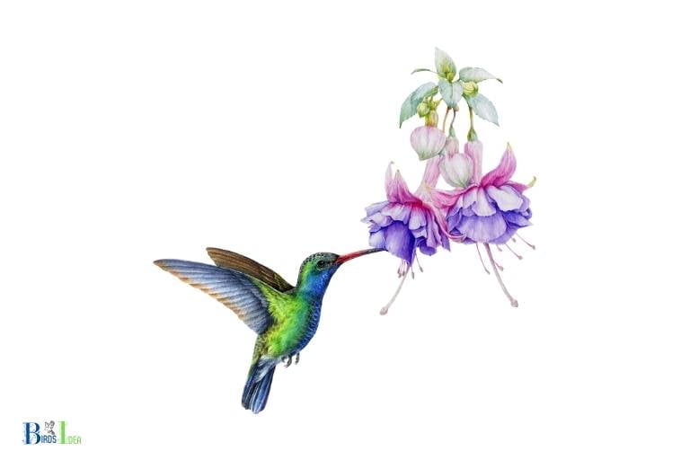 how to draw a hummingbird feeder