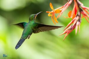 How to Feed a Hummingbird Without a Feeder: Variety!