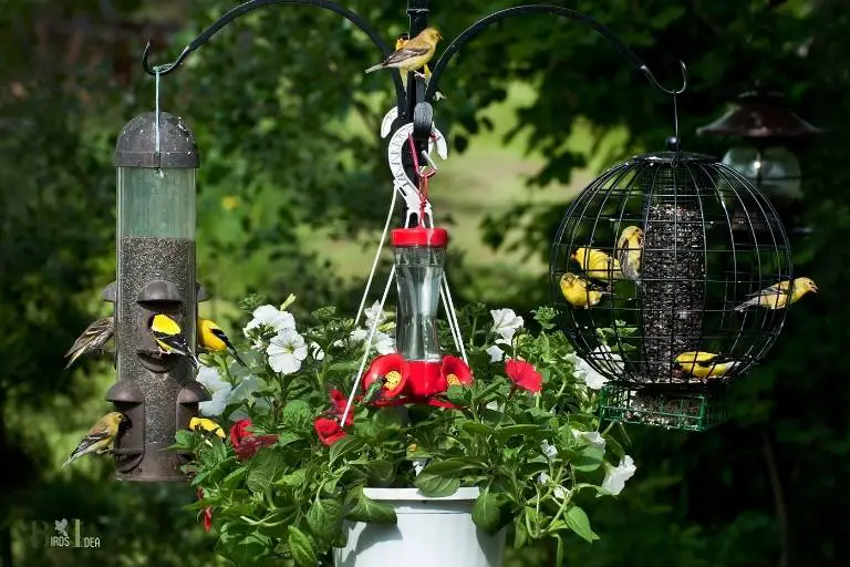 how to fill more birds hummingbird feeder