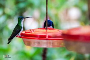 How to Hang Perky Pet Hummingbird Feeder: Suitable Location