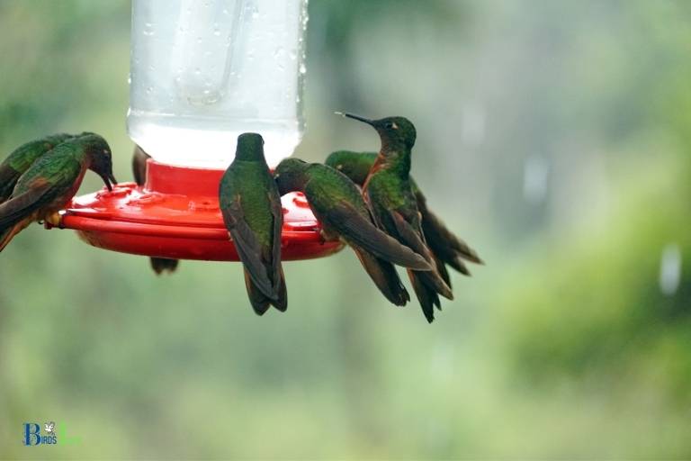 how to heat a hummingbird feeder