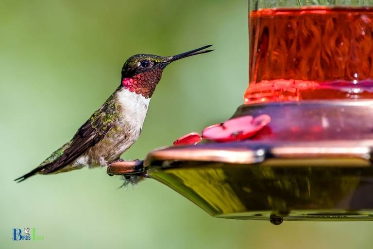 how to insulate a hummingbird feeder
