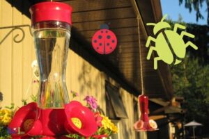 How To Keep Bugs Out Of Hummingbird Feeder: Steps!