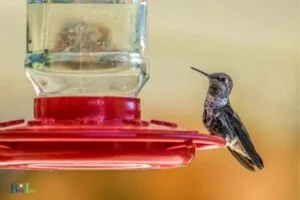 How To Keep Earwigs Out Of Hummingbird Feeders?