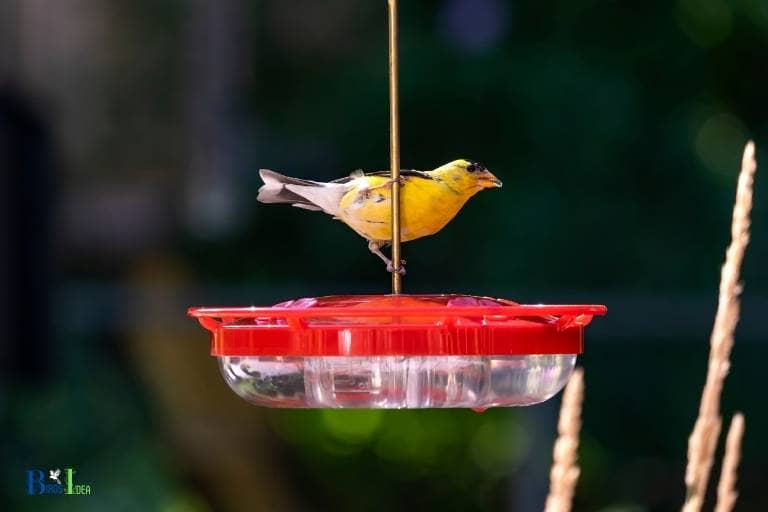 how to keep other birds away from hummingbird feeders