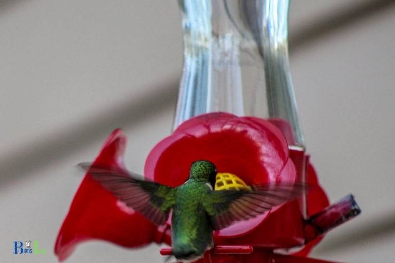 how to prevent mold in hummingbird feeder