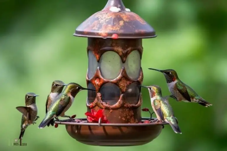 how to remove rust from hummingbird feeder